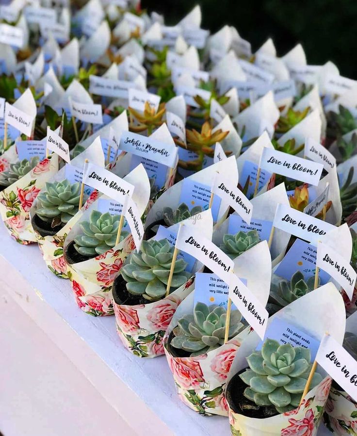 Wrapped Plants Return Gifts/Favours