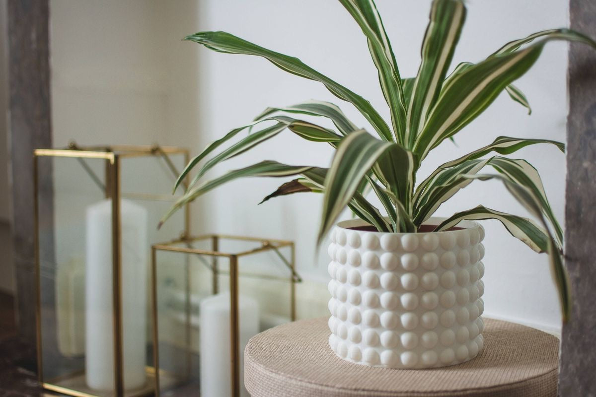 Bubble Knobbed White Vase/Planter