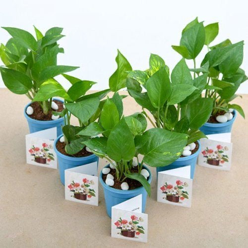 Plants Return Gifts/Favours
