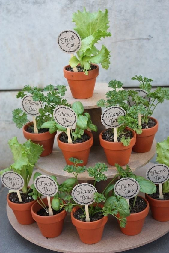 Plants Return Gifts/Favours