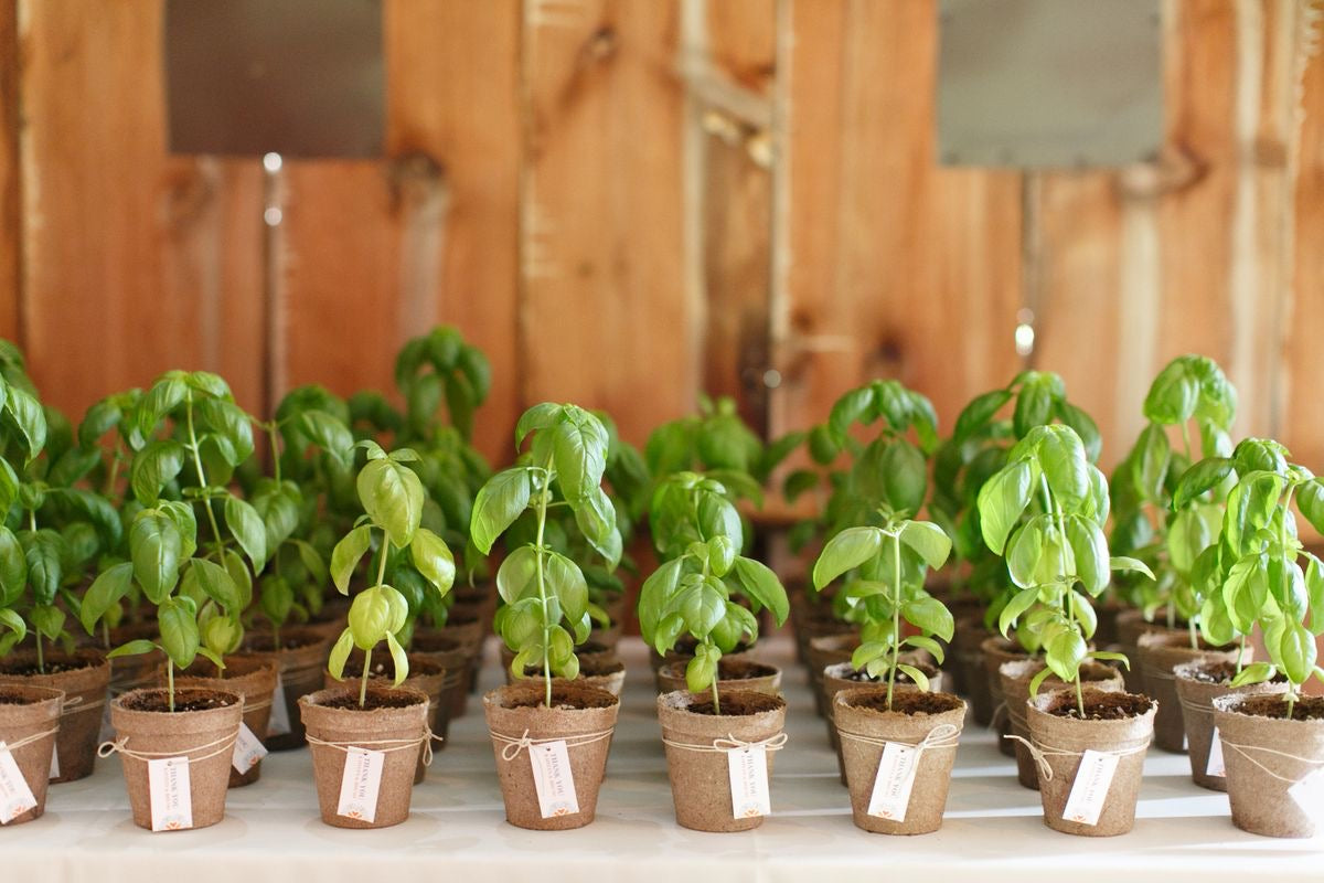 Plants Return Gifts/Favours