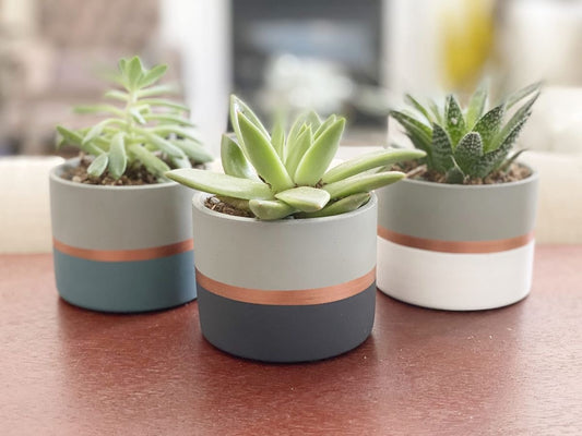 Set of 3 Colorblocked Succulents Planters