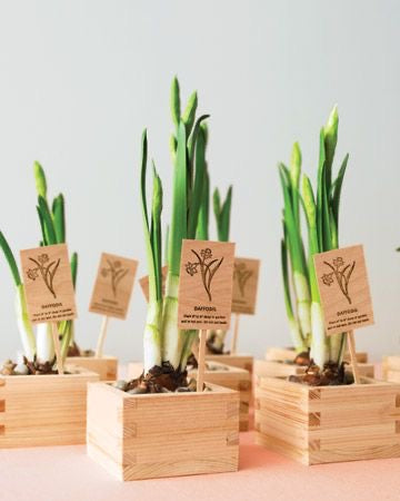 Plants Return Gifts/Favours