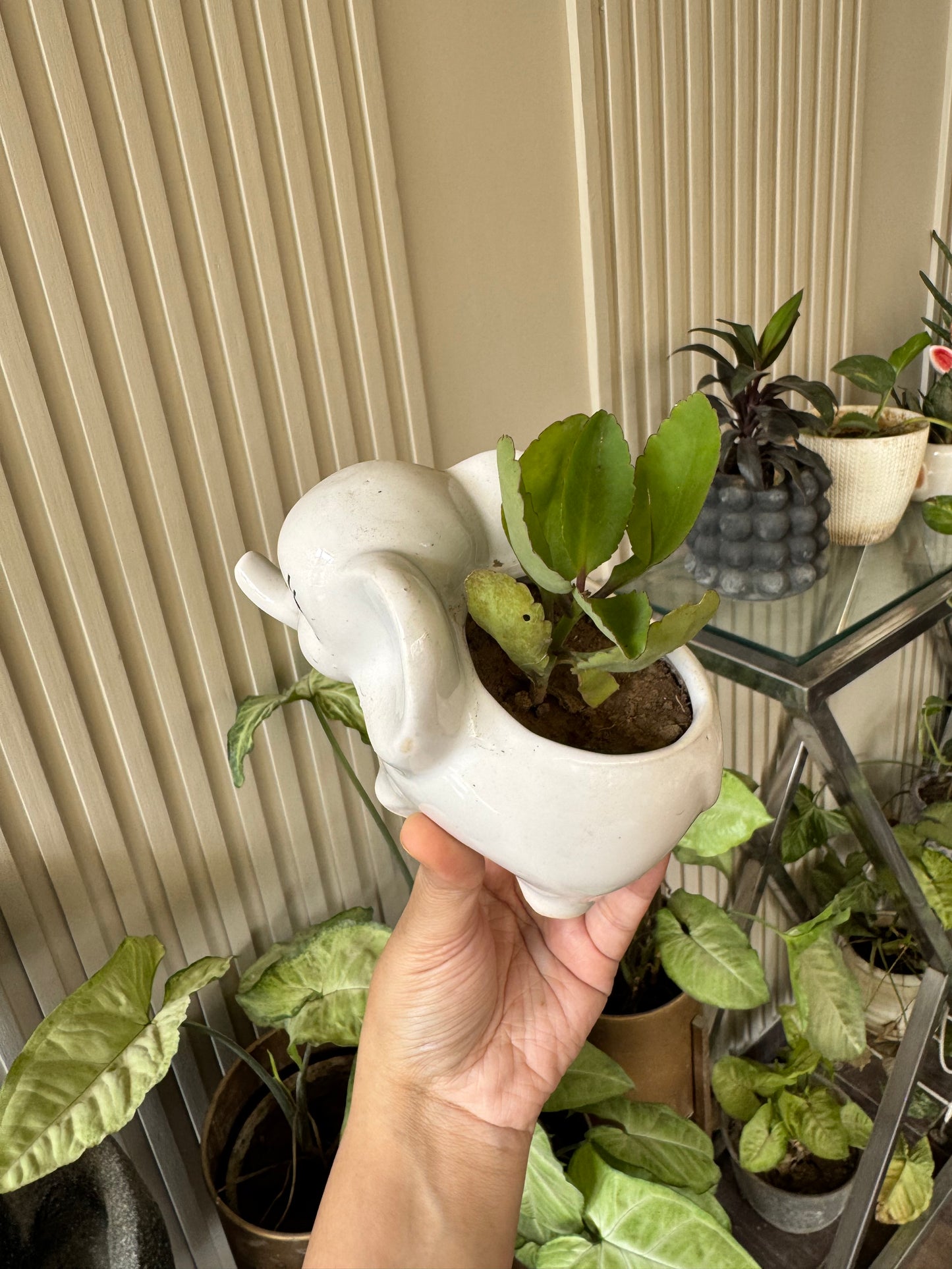 Cute Elephant Planter