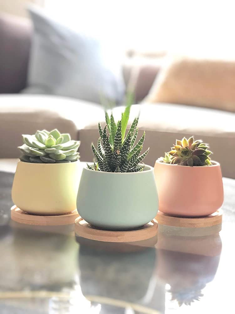 Set of 3 Succulents Planters