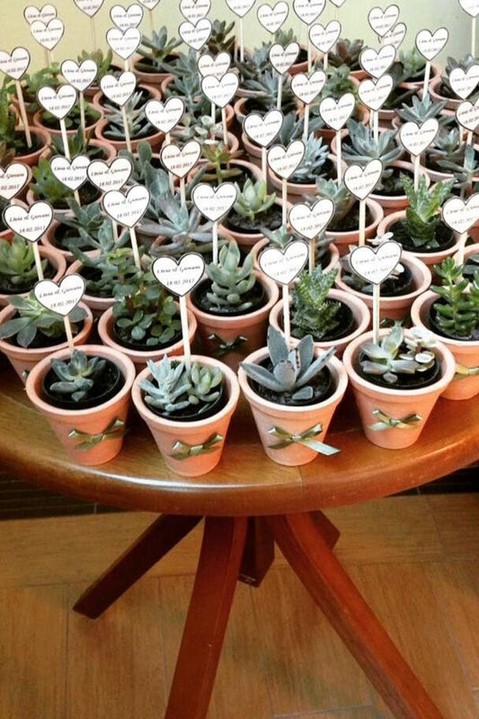 Plants Return Gifts/Favours