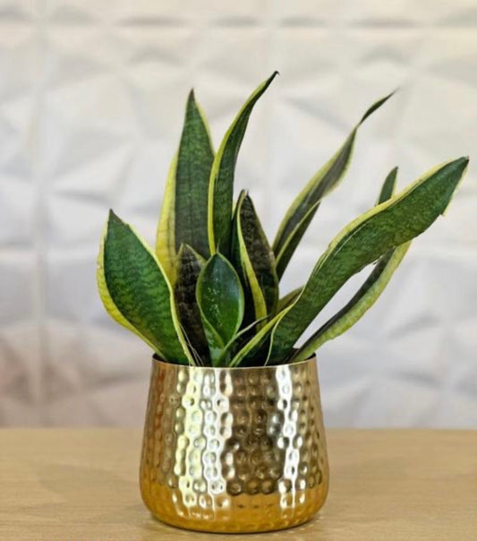 Decorative Hammered Gold Indoor Planter