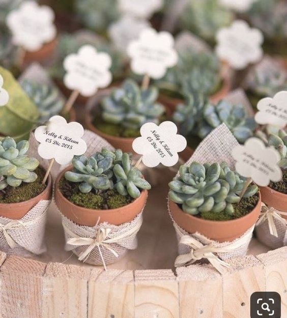 Plants Return Gifts/Favours